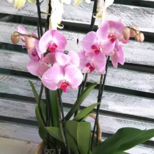 Composición de orquideas.