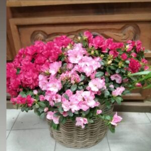 Cesta de azaleas